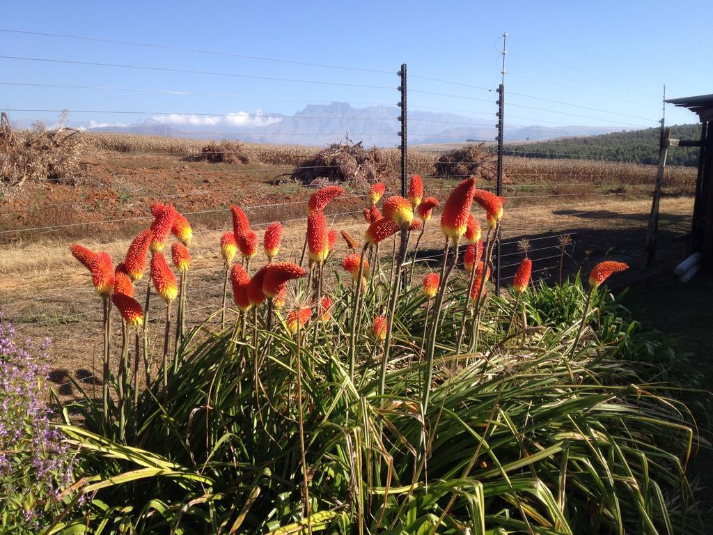 Little Acres Drakensberg Accommodation Champagne Valley Dış mekan fotoğraf